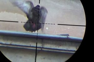 Spara con un fucile ad aria compressa per scacciare i piccioni dalla  grondaia