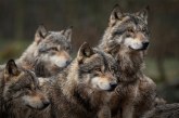 Ideona: ASG ai pastori per allontanare i lupi