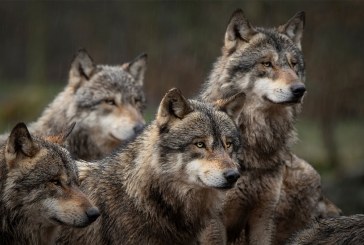 Ideona: ASG ai pastori per allontanare i lupi